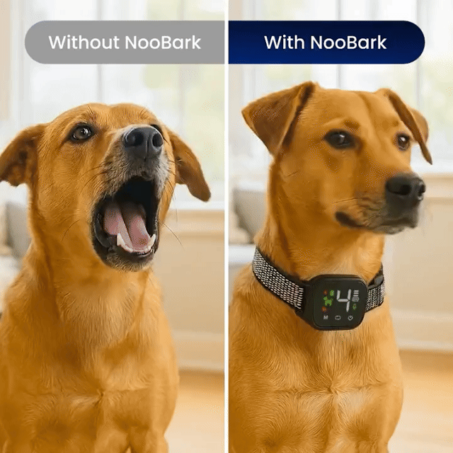 Train Without Harm: A Safe and Humane Anti-Bark Dog Collar