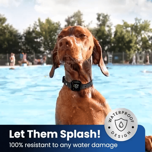 Train Without Harm: A Safe and Humane Anti-Bark Dog Collar