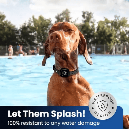 Train Without Harm: A Safe and Humane Anti-Bark Dog Collar